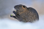 Nutria Myocastor coypus