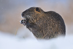 Nutria Myocastor coypus