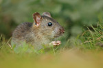 Wanderratte Rattus norvegicus