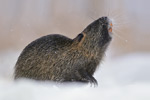 Nutria Myocastor coypus