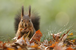 Eichhörnchen Sciurus vulgaris