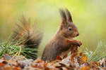 Eichhörnchen Sciurus vulgaris