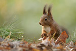 Eichhörnchen Sciurus vulgaris