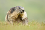 Murmeltier Marmota marmota