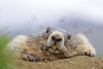 Murmeltier Marmota marmota