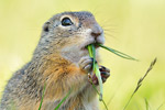 Ziesel Spermophilus citellus