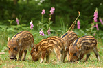 Wildschwein / Frischlinge Sus scrofa