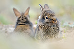 Wildkaninchen Oryctolagus cuniculus