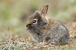 Wildkaninchen Oryctolagus cuniculus