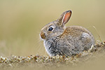 Wildkaninchen Oryctolagus cuniculus