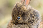 Wildkaninchen Oryctolagus cuniculus (2015-02-10)