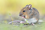 Waldmaus Apodemus sylvaticus (2015-02-10)