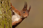 Eichhörnchen Sciurus vulgaris