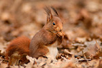 Eichhörnchen Sciurus vulgaris