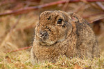 Wildkaninchen Oryctolagus cuniculus