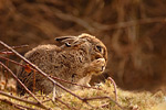 Wildkaninchen Oryctolagus cuniculus