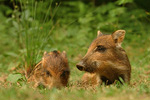 Wildschwein Sus scrofa