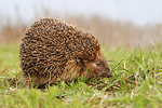 Europäischer Igel Erinaceus-europaeus