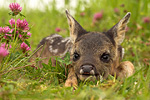 Reh-Kitz Capreolus capreolus