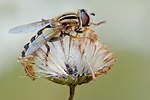 Große Sumpfschwebfliege Helophilus trivittatus