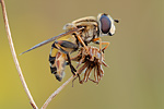 Große Sumpfschwebfliege Helophilus trivittatus