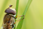 Kleine Schwebfliege Syrphus vitripennis