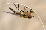 Behaarte Schwebfliege Syrphus torvus