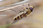 Behaarte Schwebfliege Syrphus torvus