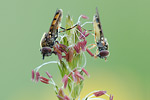 Glänzende Schwarzstirnschwebfliege Melanostoma mellinum 