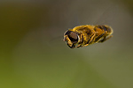 Mistbiene Eristalis tenax