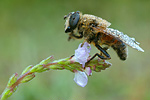 Mistbiene Eristalis tenax