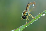 Langbauchschwebfliege Sphaerophoria scripta