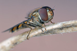 Gemeine Winterschwebfliege Episyrphus balteatus