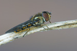 Gemeine Winterschwebfliege Episyrphus balteatus