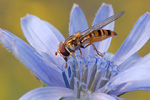 Gemeine Winterschwebfliege Episyrphus balteatus