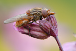 Schnauzenschwebfliege Rhingia campestris