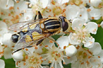 Große Sumpfschwebfliege Helophilus trivittatus