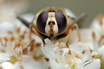 Große Sumpfschwebfliege Helophilus trivittatus