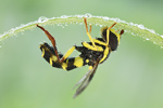 Späte Gelbrandschwebfliege Xanthogramma pedissequum