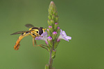 Langbauchschwebfliege Sphaerophoria scripta