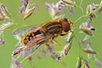 Dunkle Teichschwebfliege Parahelophilus versicolor