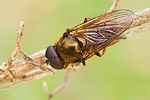 Erzschwebfliege Cheilosia spec