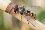 Mondfleck-Feldschwebfliege Eupeodes luniger