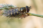 Mondfleck-Feldschwebfliege Eupeodes luniger