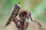 Mondfleck-Feldschwebfliege Eupeodes luniger