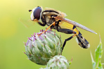 Große Sumpfschwebfliege Helophilus trivittatus