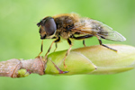 Gemeine Keilfleckschwebfliege Eristalis pertinax