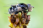 Matte Faulschlammschwebfliege Eristalinus sepulchralis