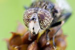 Matte Faulschlammschwebfliege Eristalinus sepulchralis