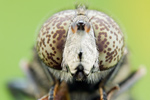 Matte Faulschlammschwebfliege Eristalinus sepulchralis